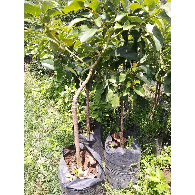 Bibit Alpukat Aligatot