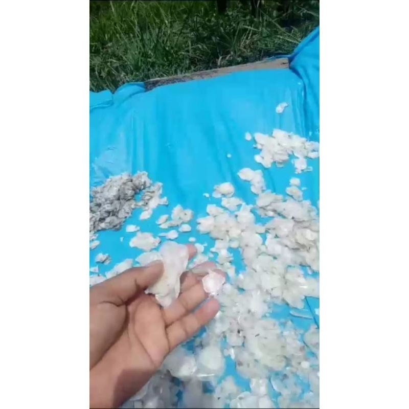 SISIK IKAN KAKAP KERING DAN BERSIH BERAT 6 ONS