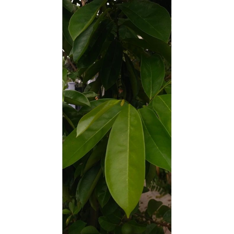 

herbal tradisional DAUN SIRSAK/nangka belanda segar// kering, tanpa pupuk obat herbal alami isi 10