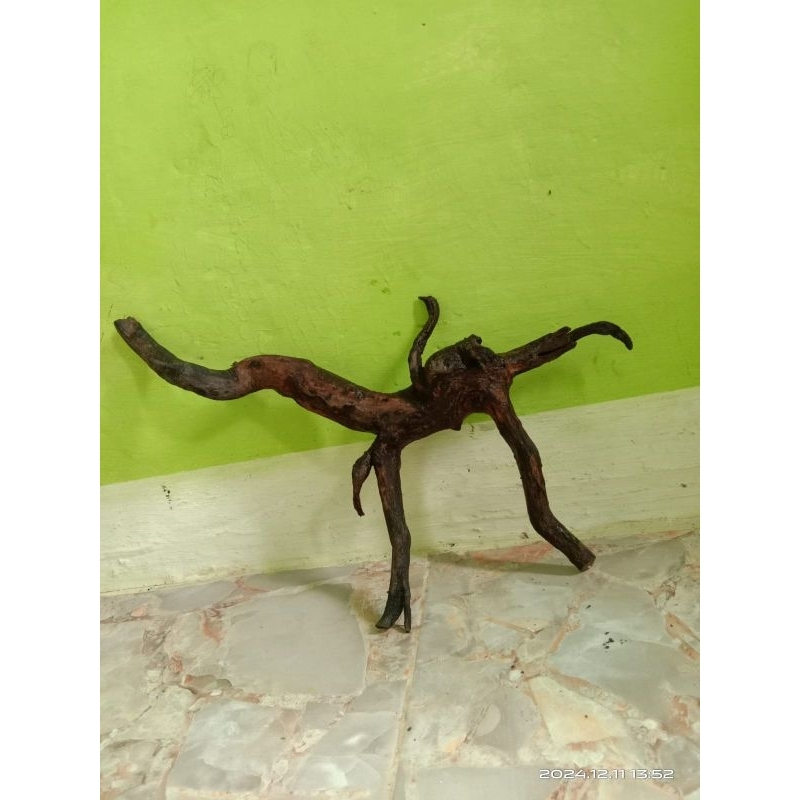 

Akar mimang unik asli alami/ hiasan