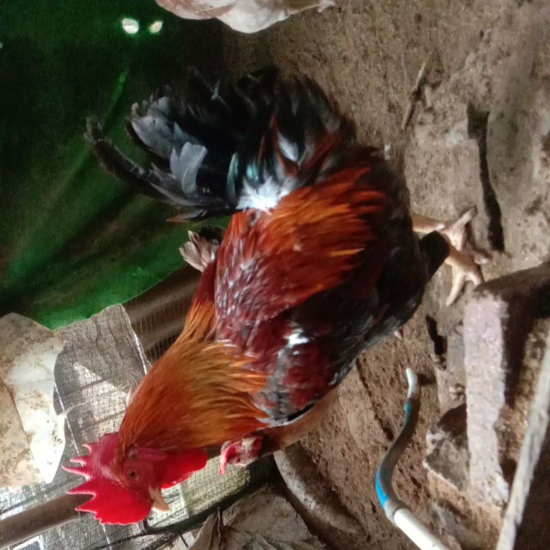 

telor fertiljantan Sengkuni×betina sensi KUB untuk penetasan