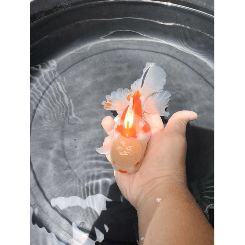 Ikan Mas Koki Oranda Res White Rose Tail Jumbo Size 17 cm