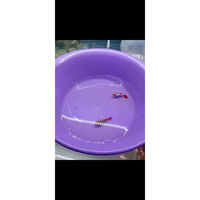 

stikerGuppy_prt_koi