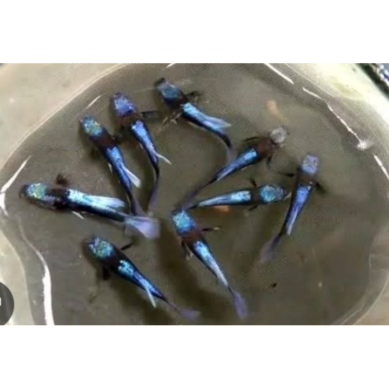 

pelaratan_ikan_guppy
