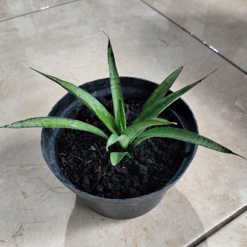 Sansevieria Silver Silk