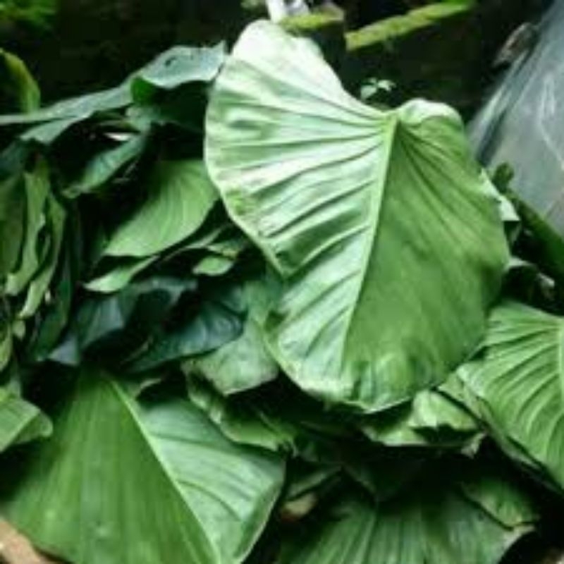 

daun cariang 1 kg