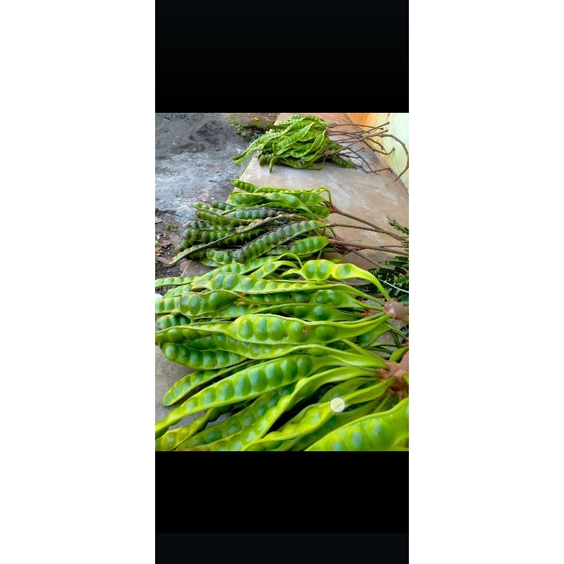 

petai asli dari petani Jawabarat