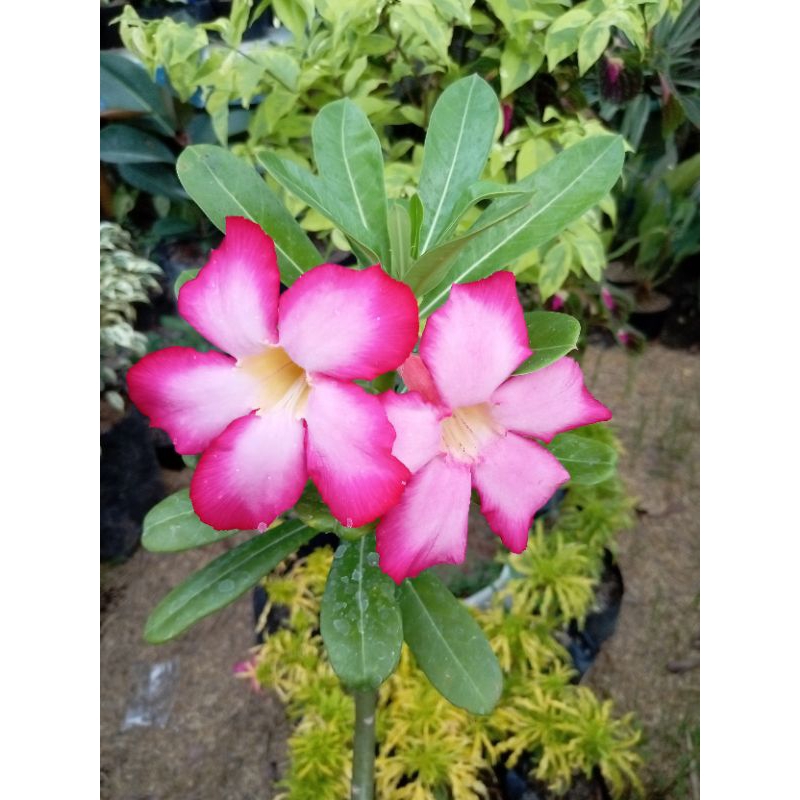 BUNGA KAMBOJA ADENIUM MERAH