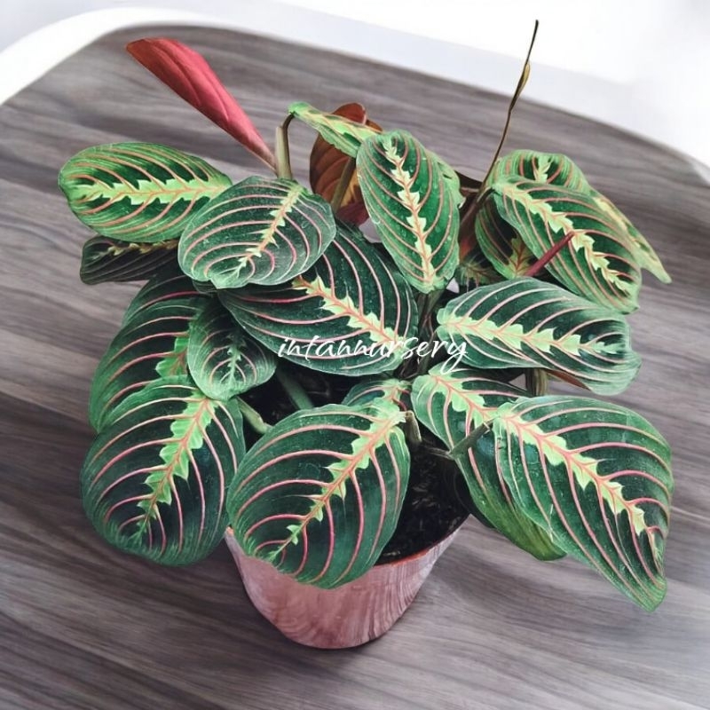 Tanaman Hias Calathea Marantha Leuconeura - Maranta Kepiting - Calathea Kepiting - Tanaman Hias Daun