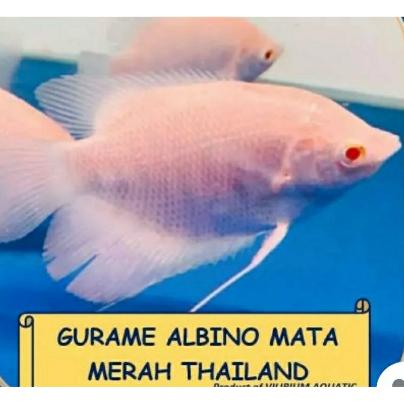 Gurame Albino Mata Merah Thailand