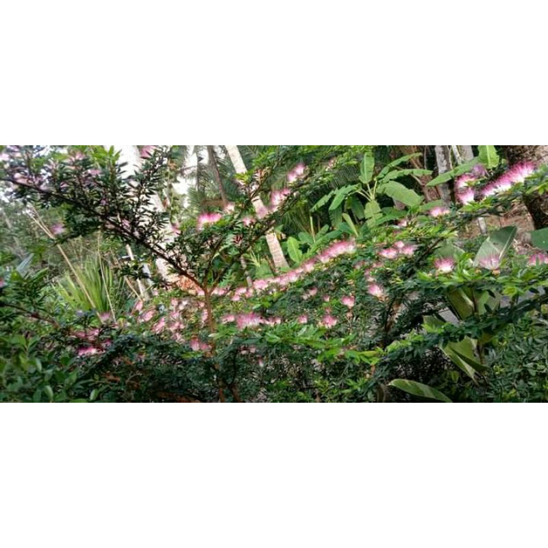 tanaman kaliandra sulimaraja