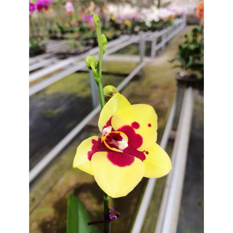 Anggrek Bulan Knop - Bunga (Mini-Standar)