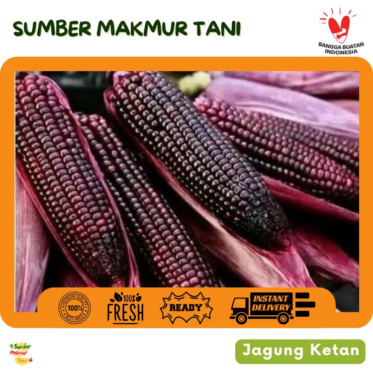 

Jagung Ketan Segar – Pulen, Manis Alami, Cocok untuk Kolak, Bubur, dan Olahan Tradisional
