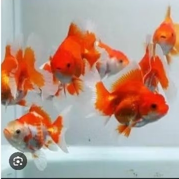 (TERMURAH) ikan koki oranda dan oranda pw