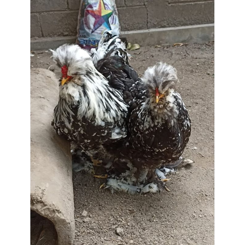 

Telur ayam hias black motled // ayam brahma jambul