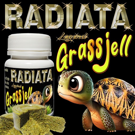 RADIATA GRASS JELL INSTAN DAILY FOOD JELLY PUDDING PAKAN KURA-KURA DARAT ASTROCHELYS RADIATA MAKANAN