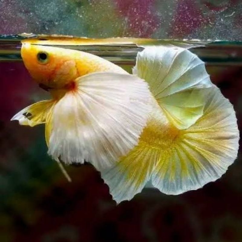 

plastik isi sepasang pkde softgold