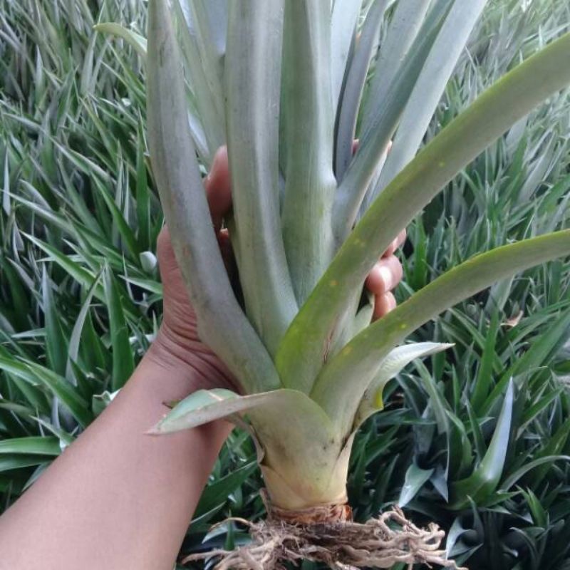 bibit nanas madu jumbo ( daun tanpa duri )