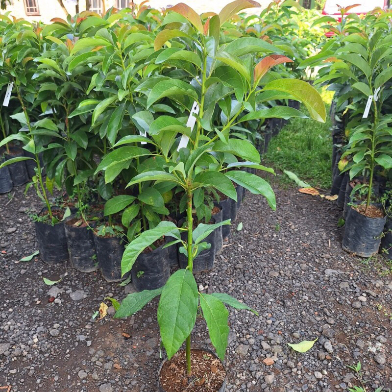 Bibit Alpukat Okulasi Super Jumbo Berkualitas Unggul Abhinaya Garden Aligator Miki Pluwang Siger Ken