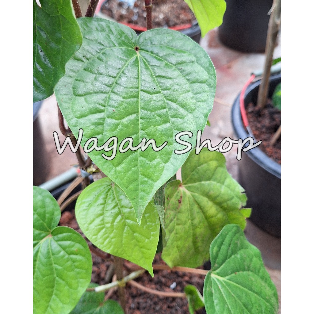 

Daun Sirih Herbal Organik Per 1 Lembar Dipetik Saat Ada Pesanan