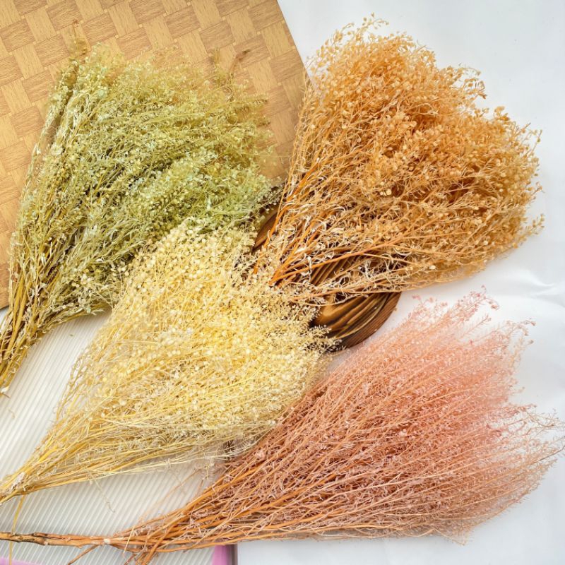 Preserved Thlaspi - Pennycress / BUNGA RUSTIC THLASPI AWET TAHUNAN