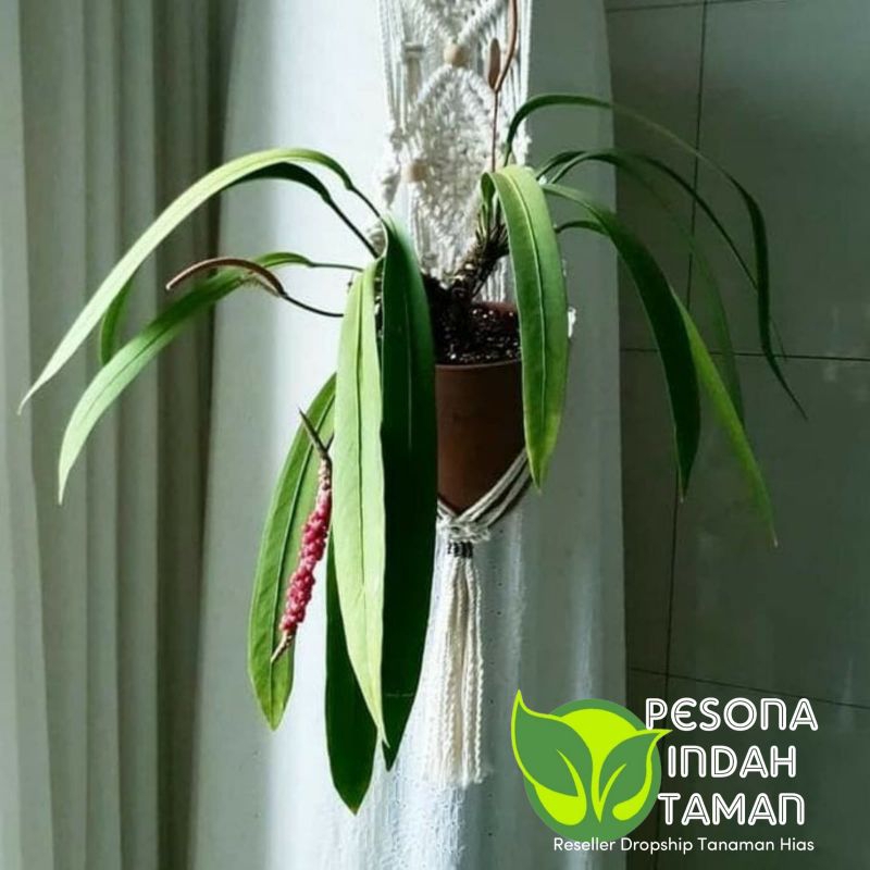 Anthurium vitarivolium anthurium dasi - Tanaman hias anthurium dasi