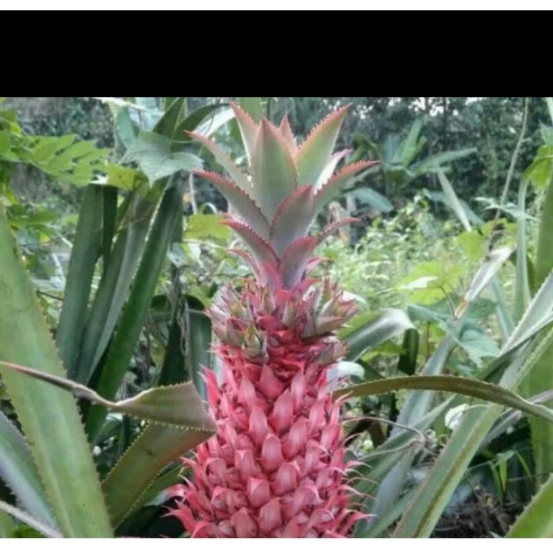 

BUAH NANAS MERAH NANAS MUDA ISI 2 BUAH BERAT 1KG