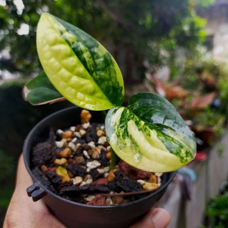 Monstera karstenianum peru varigata