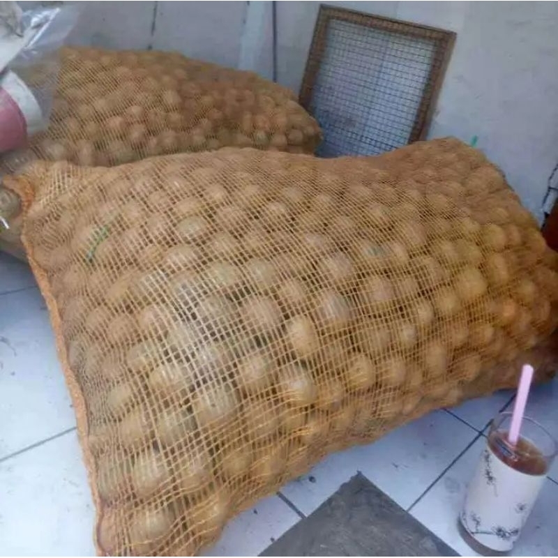 

kentang super ukuran TO