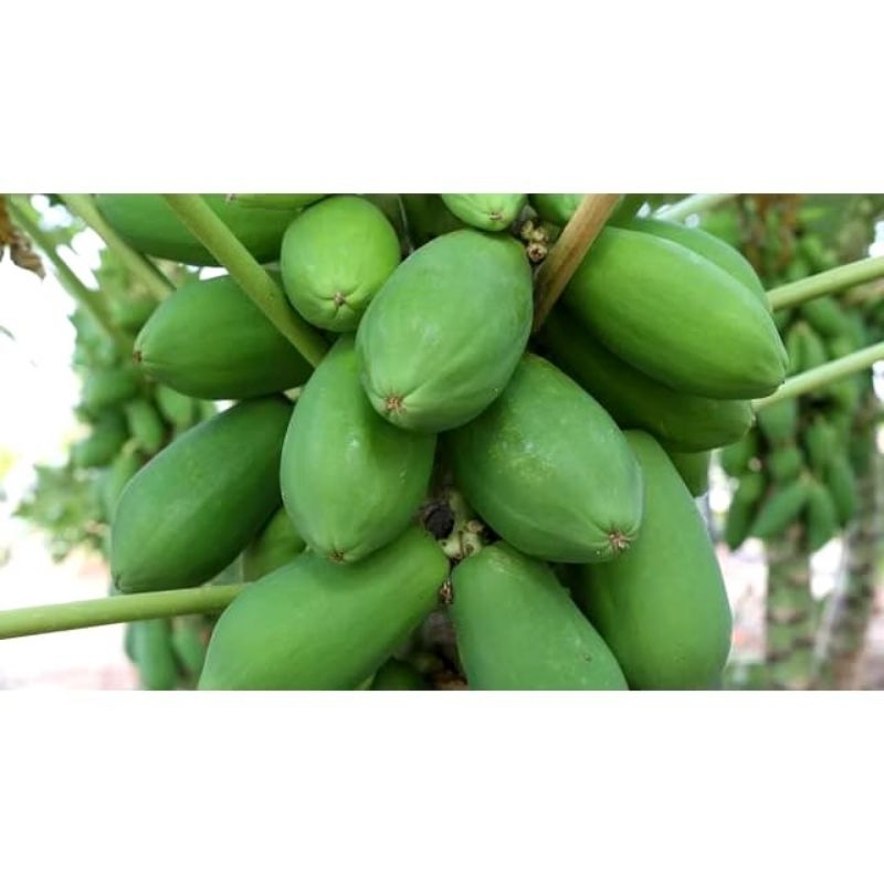

Buah Pepaya Muda Segar untuk Sayur dan Rujak 1 Buah
