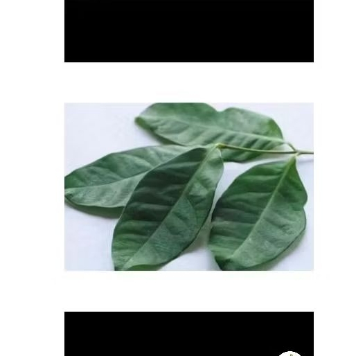 

daun salam perpack untuk bumbu dll,bisa request