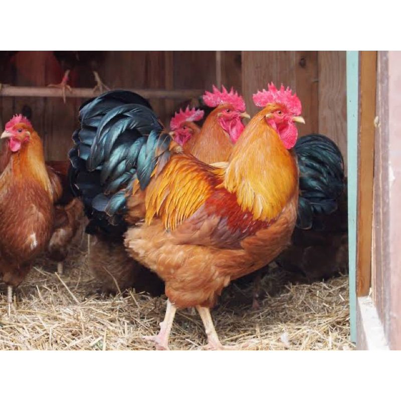 

TELUR FERTIL AYAM NEWHAMPSHIRE IMPORT UNTUK DITETASKAN