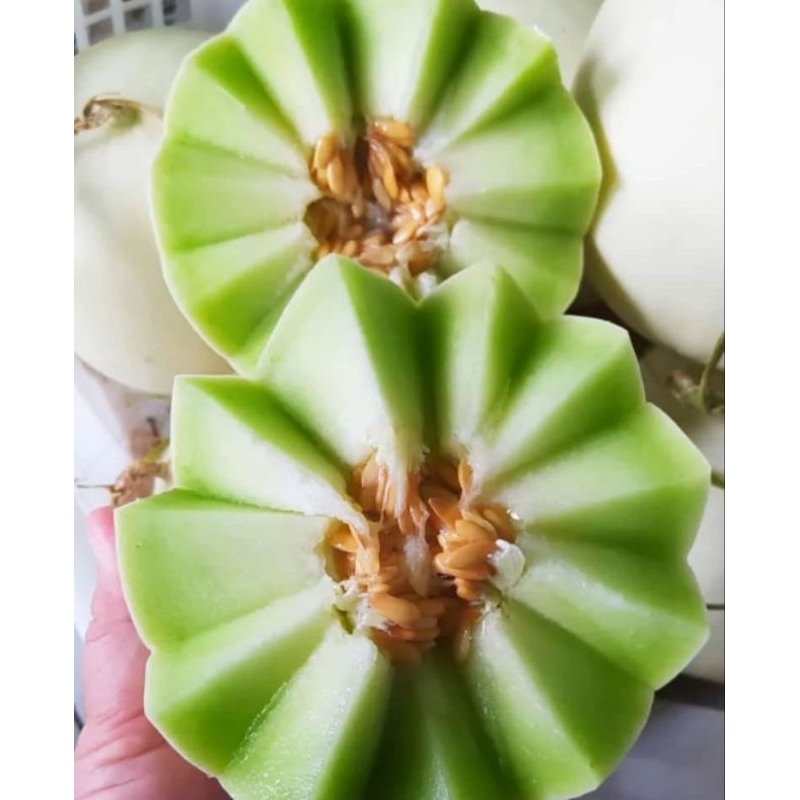 

Melon honeyglobe hydroponik