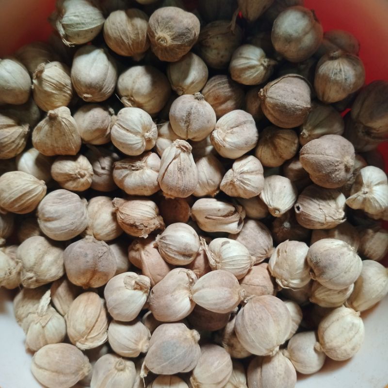 

Kapulaga kering kapol Asli 100 gram