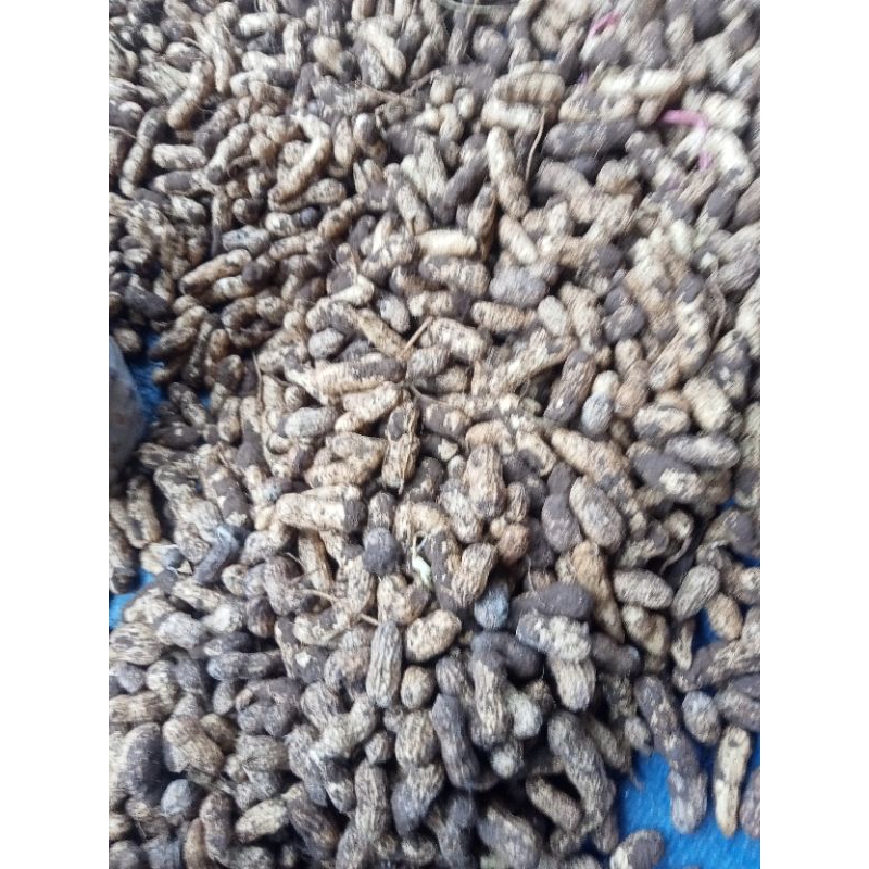 

KACANG TANAH KACANG KULIT FRESH PETIK - 1 KG