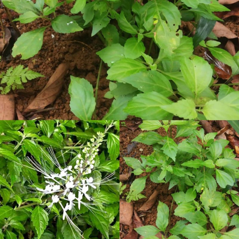 

Daun kumis kucing segar obat batu ginjal herbal alami