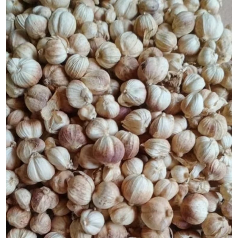 

100 gr KAPOLAGA KERING TERMURAH | KAPOLAGA ORGANIK | SUDAH DICUCI BERSIH KERING DIJEMUR