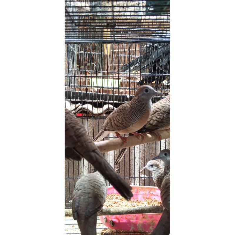burung perkutut turunan Bangkok super body gede gede