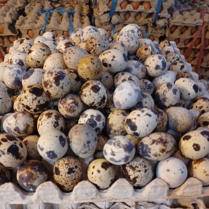

Telor Puyuh 10biji