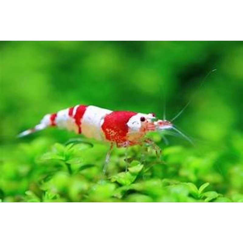 hiasan aquarium udang hias red bee
