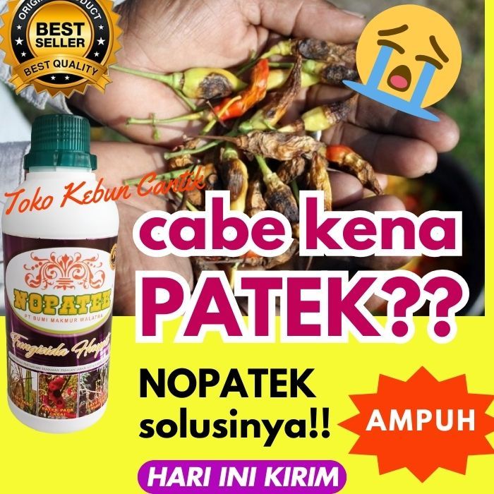 NOPATEK obat patek cabe ORGANIK 500 ml | AMPUH atasi hama cabe, busuk daun & batang TANAMAN SUBUR