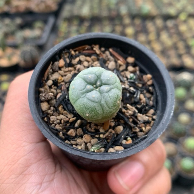 2 pot lophophora