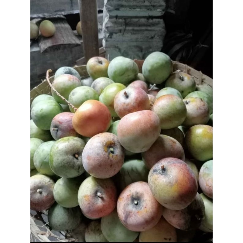 

Mangga apel isi 500 gram (2-4 buah )