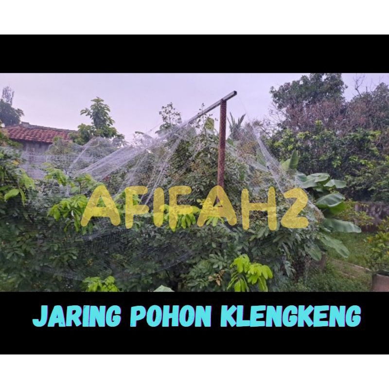 JARING POHON KLENGKENG JARING PELINDUNG BUAH KLENGKENG SAWO DARI HAMA KELELAWAR DAN BURUNG JARING BU