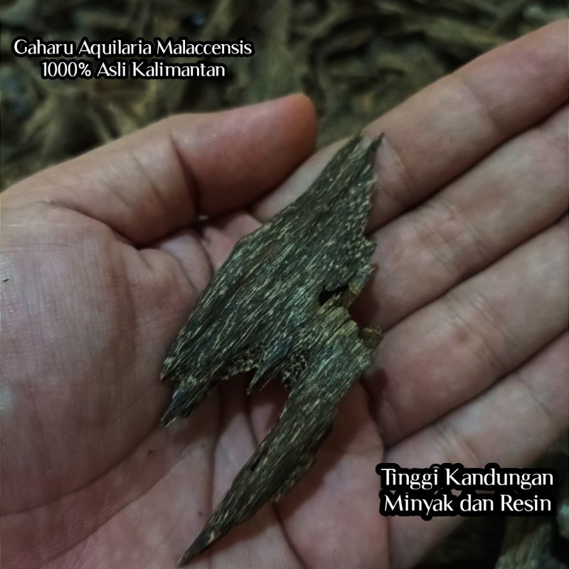 Kayu Gaharu Super Aquilaria Malaccensis Kwalitas Arab Buhur Bukhur Dupa Arab Gaharu Asli Original