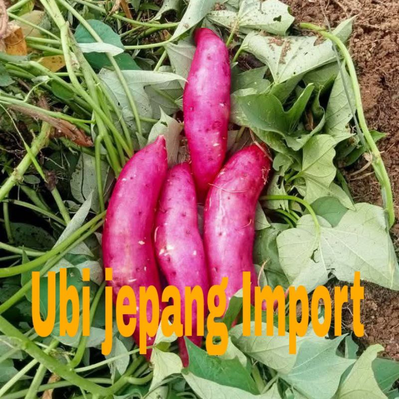 

BIBIT STEK UBI JEPANG MURAH ISI BANYAK