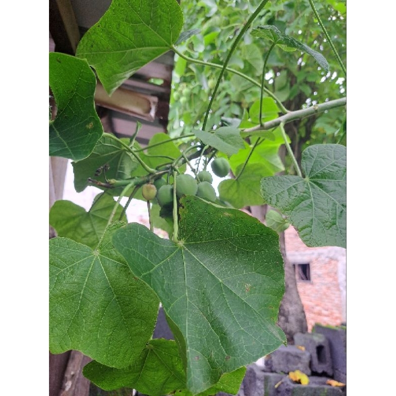 

Daun jarak