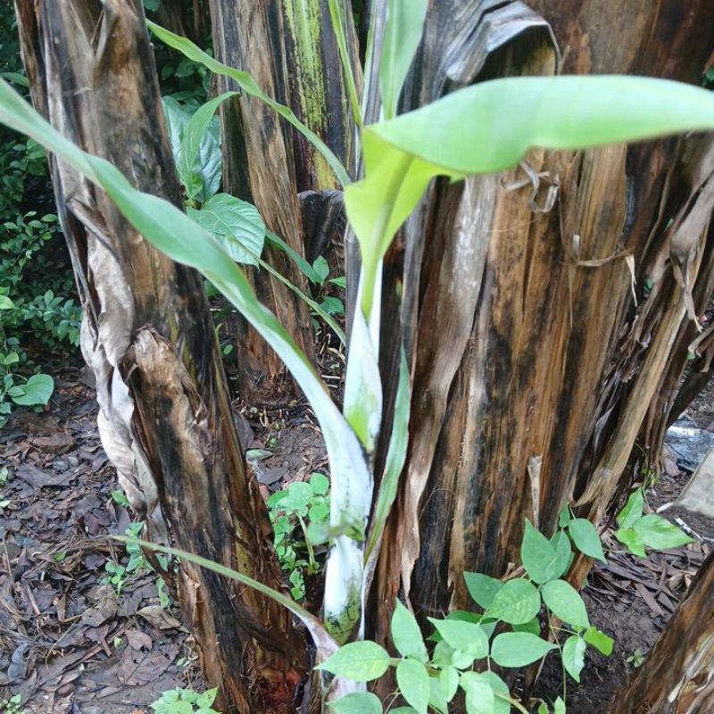 

anakan pisang ambon 1m