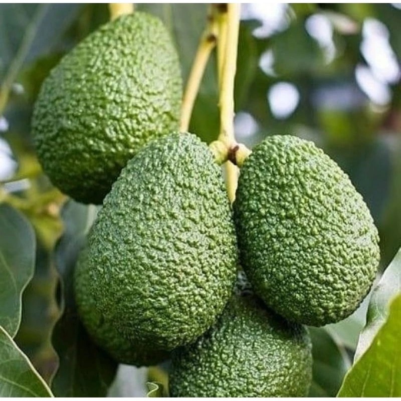 Bibit Alpukat Hass Okulasi Cepat Berbuah / Bibit Tanaman Alpukat Hass (Jaminan Original)