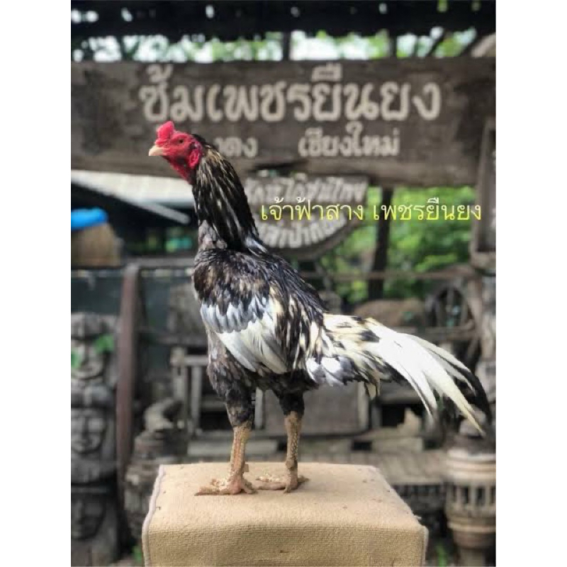 

TELUR FERTIL AYAM PAKHOY THAILAND UNTUK DITETASKAN